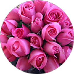 Profile photo of DIANNA