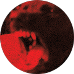 Profile photo of Weston Design