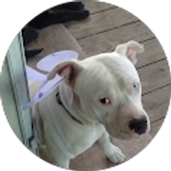 Profile photo of Alison Whitley