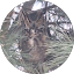 Profile photo of Sherri Gantenbein