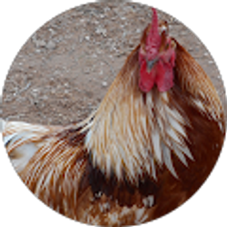 Profile photo of ava tognetti