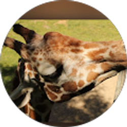 Profile photo of yu li