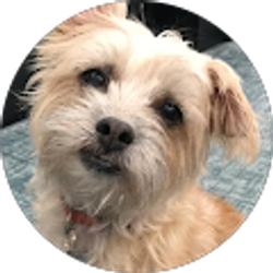 Profile photo of Mary Tchen