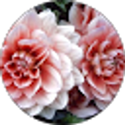Profile photo of dara kustler