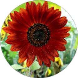 Profile photo of Leandro Chappotin