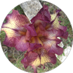 Profile photo of Angi Bridges