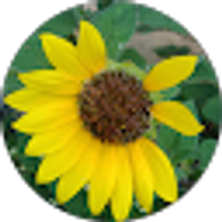 Profile photo of Thai Duong