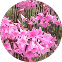 Profile photo of Sue Yang