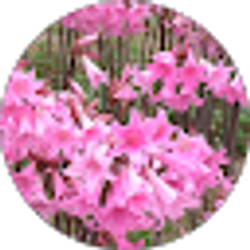 Profile photo of Sue Yang