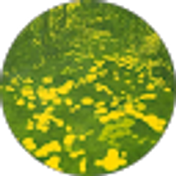 Profile photo of ama lao