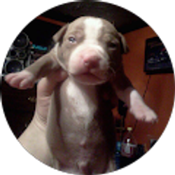 Profile photo of Rockstarlegend 13