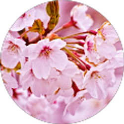 Profile photo of Quyen N.