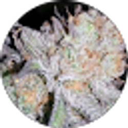 Profile photo of Fullys Wildflowers