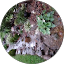 Profile photo of sheri goudy