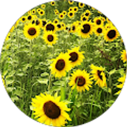 Profile photo of La Crane