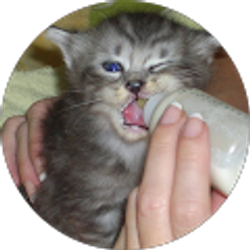 Profile photo of Rachael St. Godard