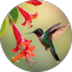 Profile photo of Paisan Rangsikitpho