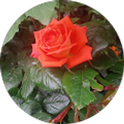 Profile photo of eneyda molano