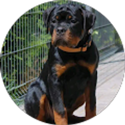 Profile photo of Emmanuel Boyd