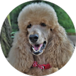 Profile photo of Kk's Poodles