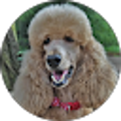 Profile photo of Kk's Poodles