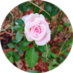 Profile photo of Bonnie Gillis