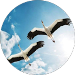 Profile photo of nilsa c diaz