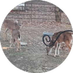 Profile photo of Joyce Bohanan