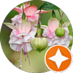 Profile photo of Afrion Henson