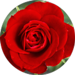 Profile photo of Dina Prichard