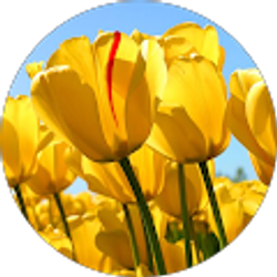 Profile photo of Rachel M