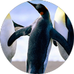 Profile photo of Michael Johnson