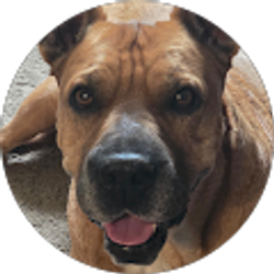 Profile photo of Ryan Mosiman