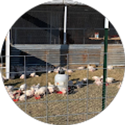 Profile photo of art Hamilton