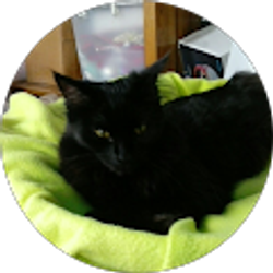 Profile photo of Deb Addington