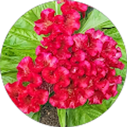 Profile photo of M J Regan