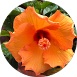 Profile photo of Cindy Scharf