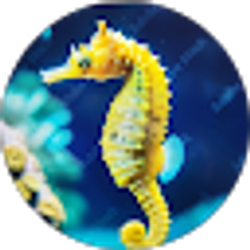 Profile photo of SummertimeSeahorse