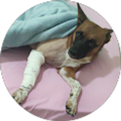 Profile photo of Rafael Zanete