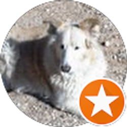 Profile photo of Al Sciuto