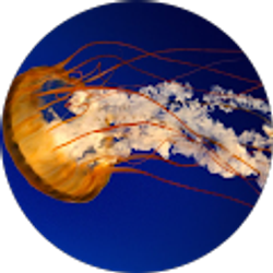 Profile photo of Crystal Jefferson