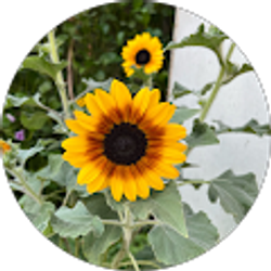 Profile photo of Janylie Baracol