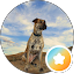 Profile photo of Sonar Vet