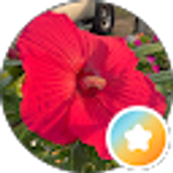 Profile photo of Donna Diana