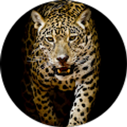 Profile photo of Liban Osman