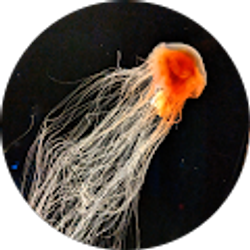 Profile photo of Ryan Hare