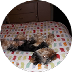 Profile photo of Sheila Williams