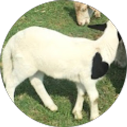 Profile photo of Rusty & Janett Wolfard