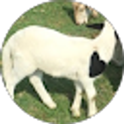 Profile photo of Rusty & Janett Wolfard