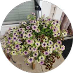 Profile photo of Debbi Brooks